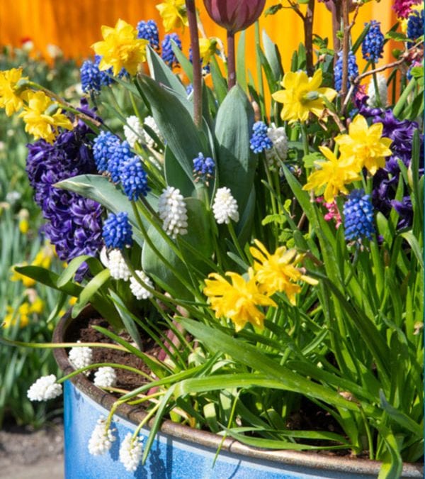 Pots for All Seasons ‘Lasagna’ Planting