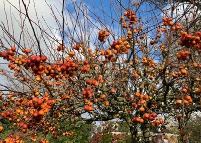 Winter Garden Walks