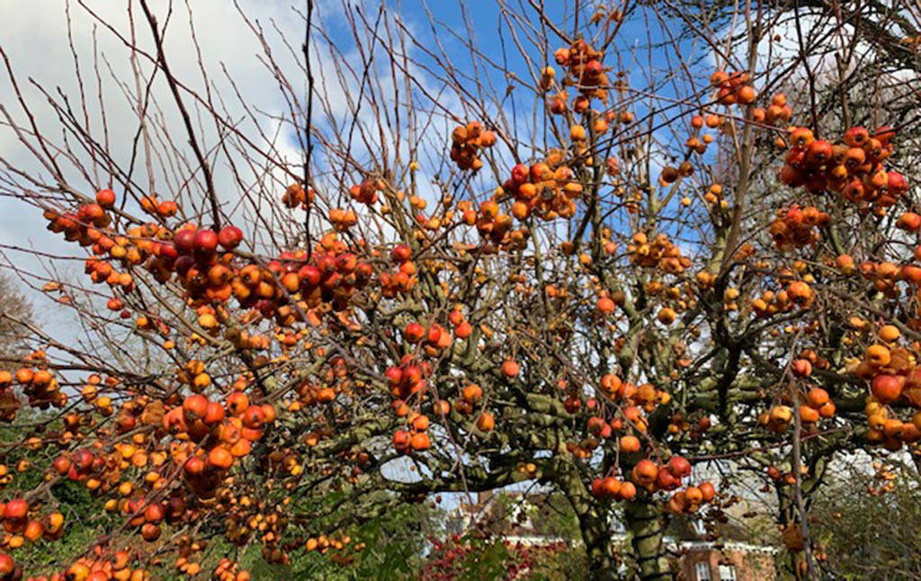 Winter-Wonder-Walks