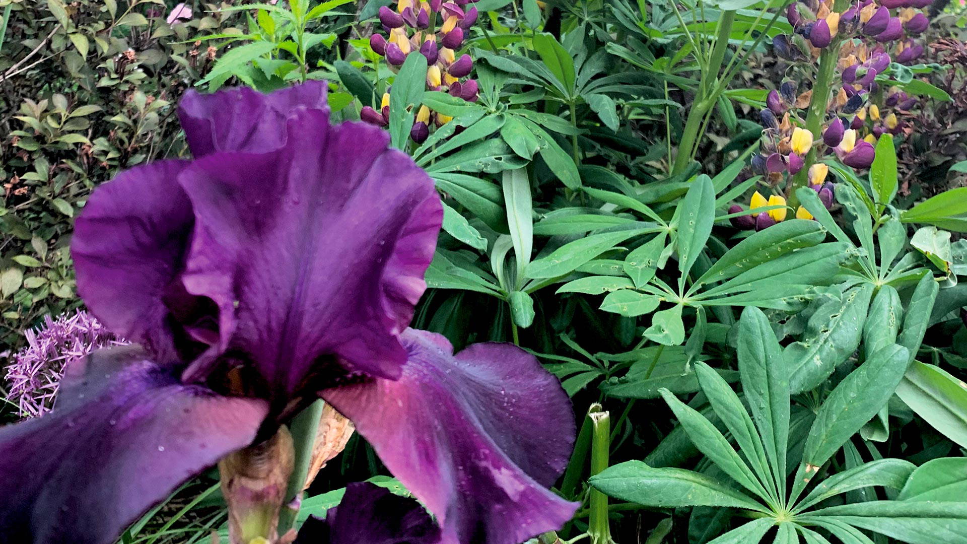 Beginning-to-garden-classes