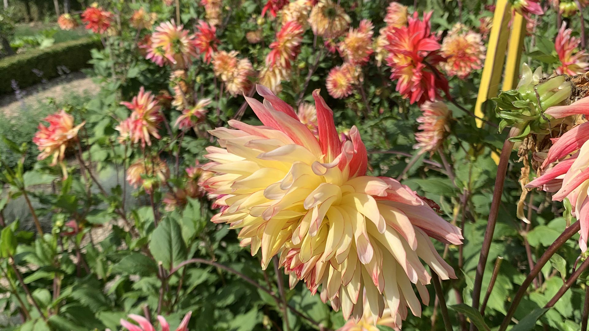 Dahlia-Mania-2021-Featured