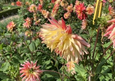 DAHLIA MANIA