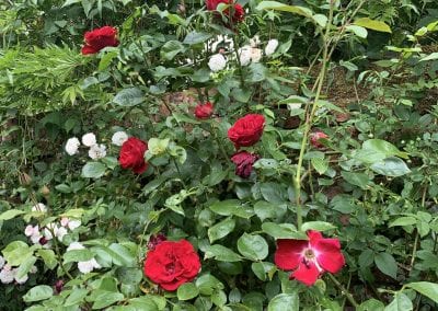 HERITAGE ROSE DAY