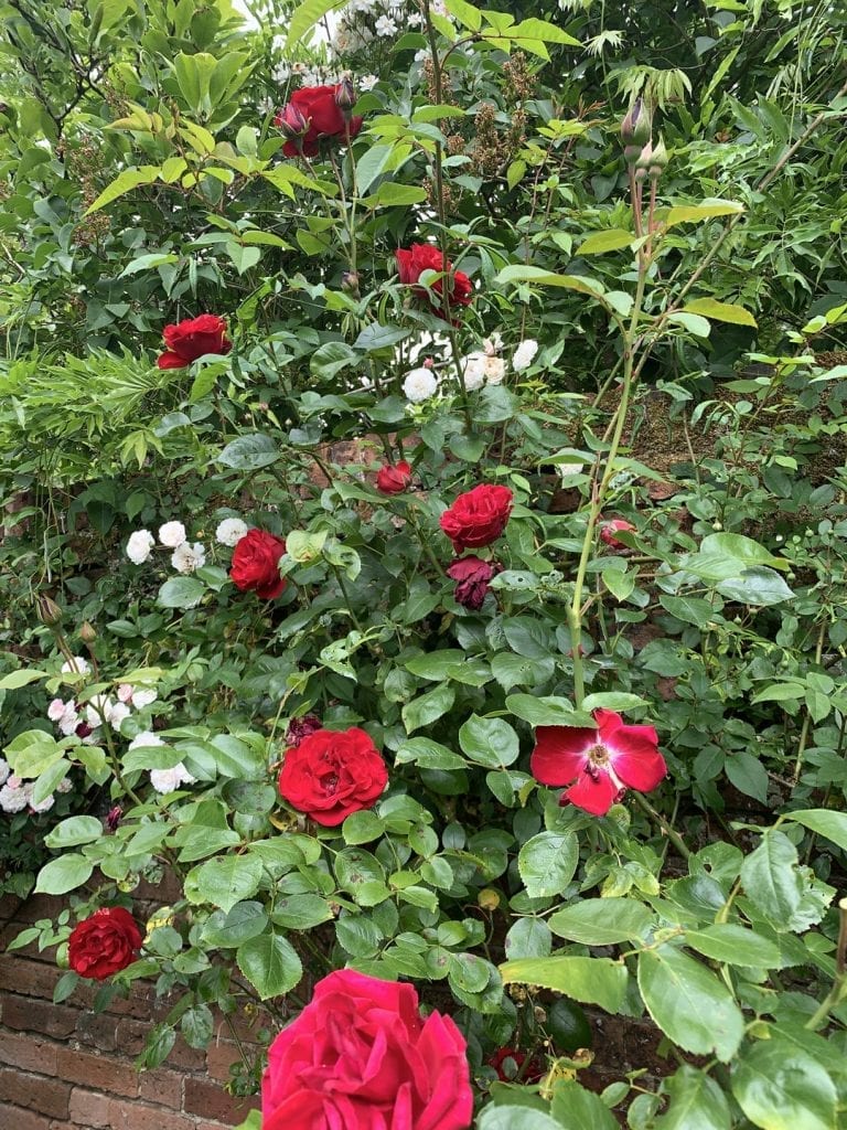 Heritage-rose-day-featured-2020