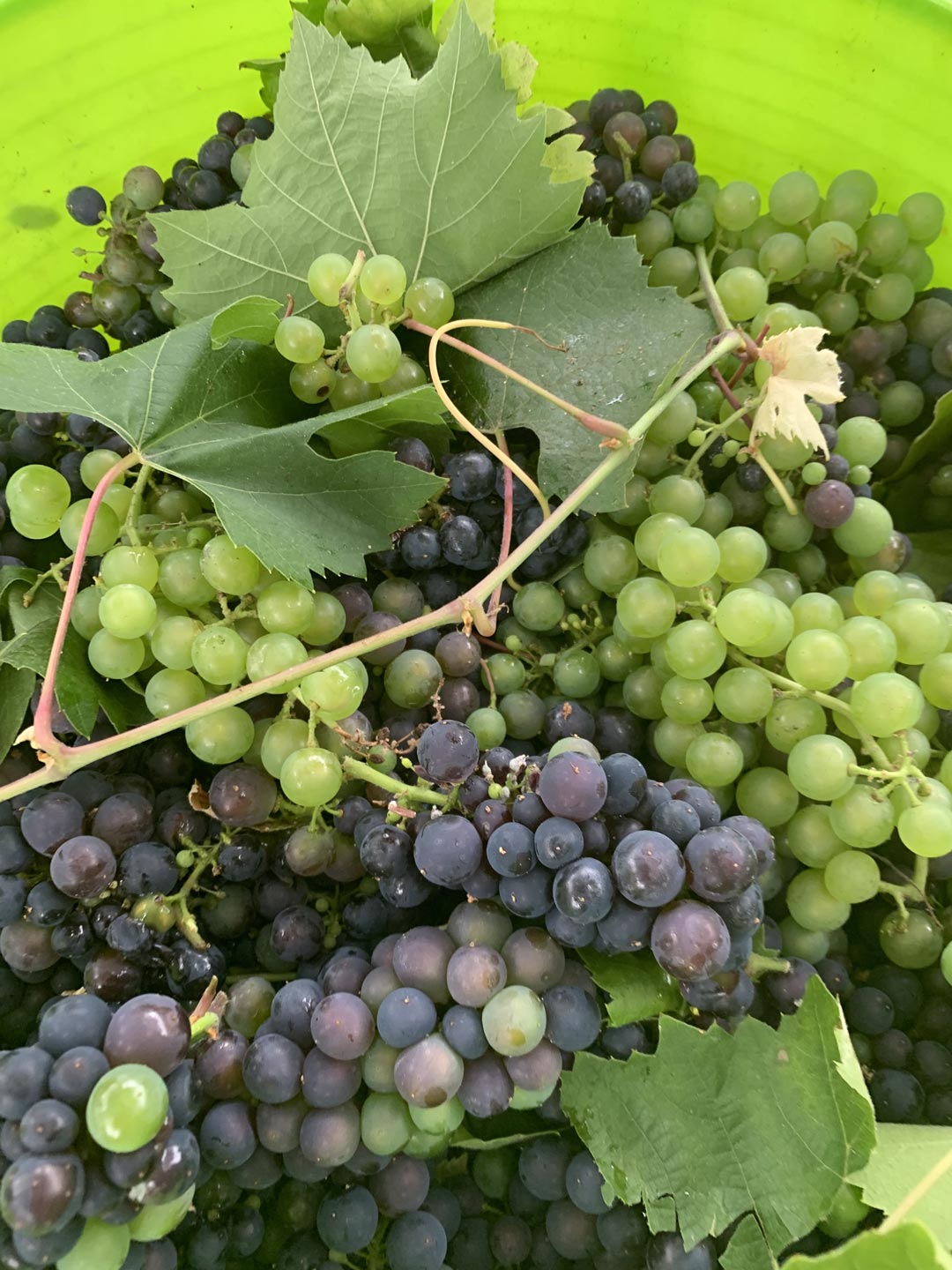 Mediterranean-feast-2020