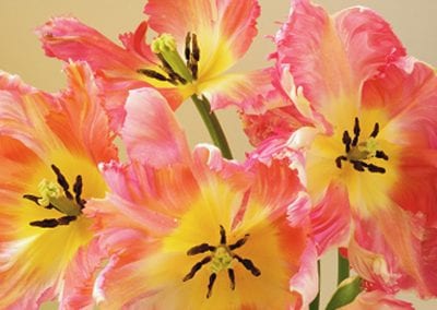 TULIP DAY