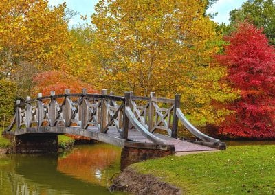 AUTUMNS MOST COLOURFUL TREES