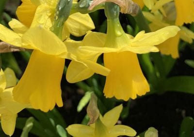 MOTHERING SUNDAY