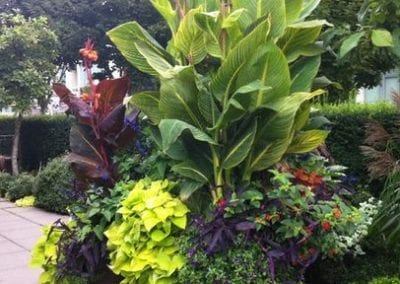 ARCHITECTURAL PLANTS FOR POTS