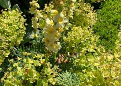PLANTS FOR DRY GRAVEL GARDENS