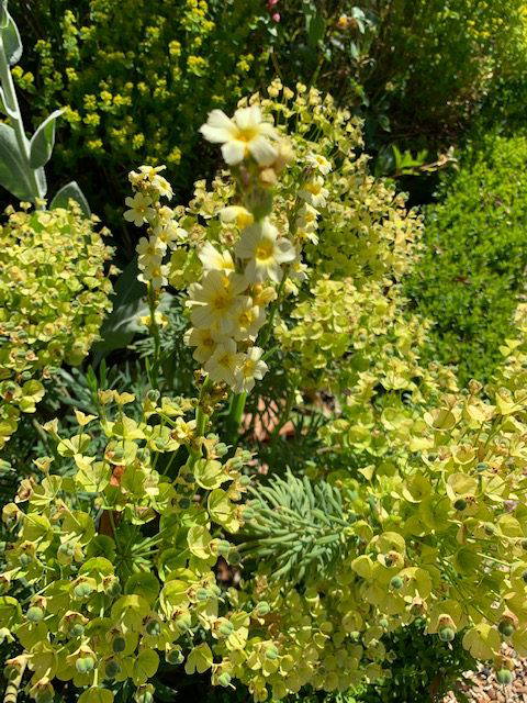 Plants-for-gravel-gardens-2021