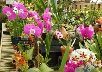 ORCHIDS FOR BEGINNERS