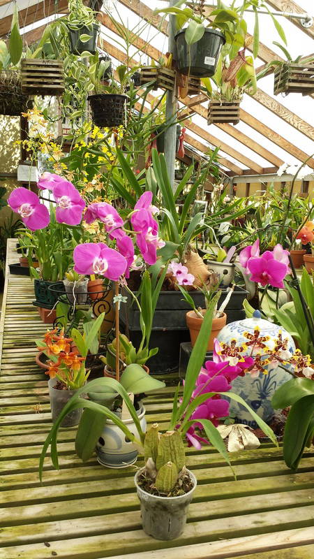 orchids-for-beginners-2021