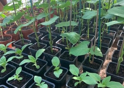 PROPAGATION AND PLANTING