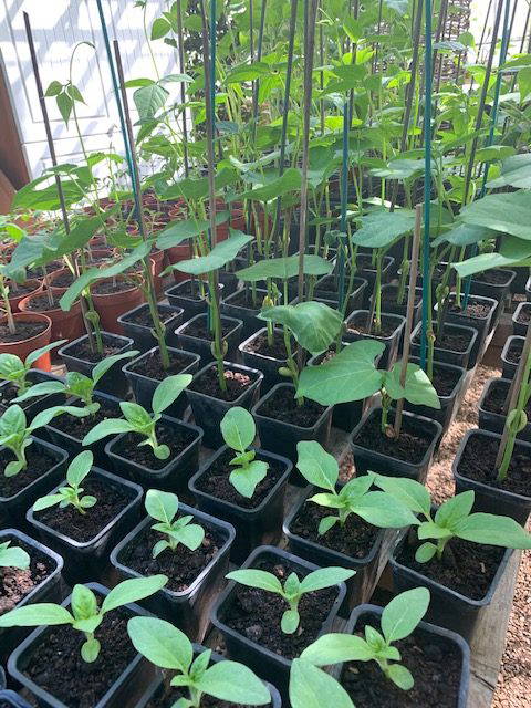 propagation-and-planting-2021
