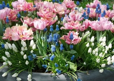 EXCITING POTS FOR SPRING