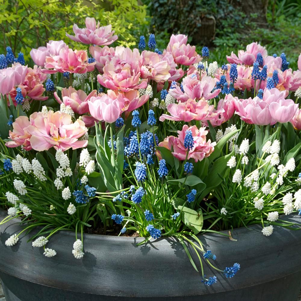 spring bulb pots