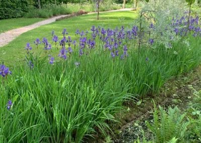 TOLERANT PLANTS