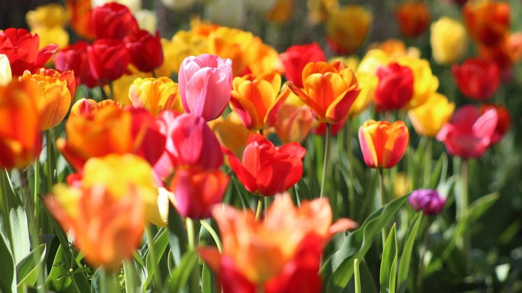Festival-of-Tulips-02-Event