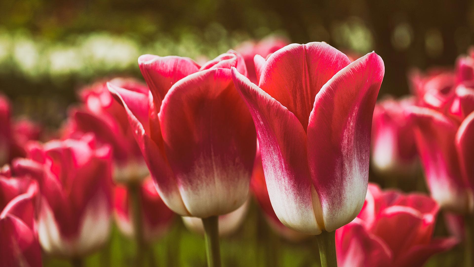 Festival-of-Tulips-03-Event