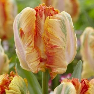 Burnt Toffee Tulip Collection