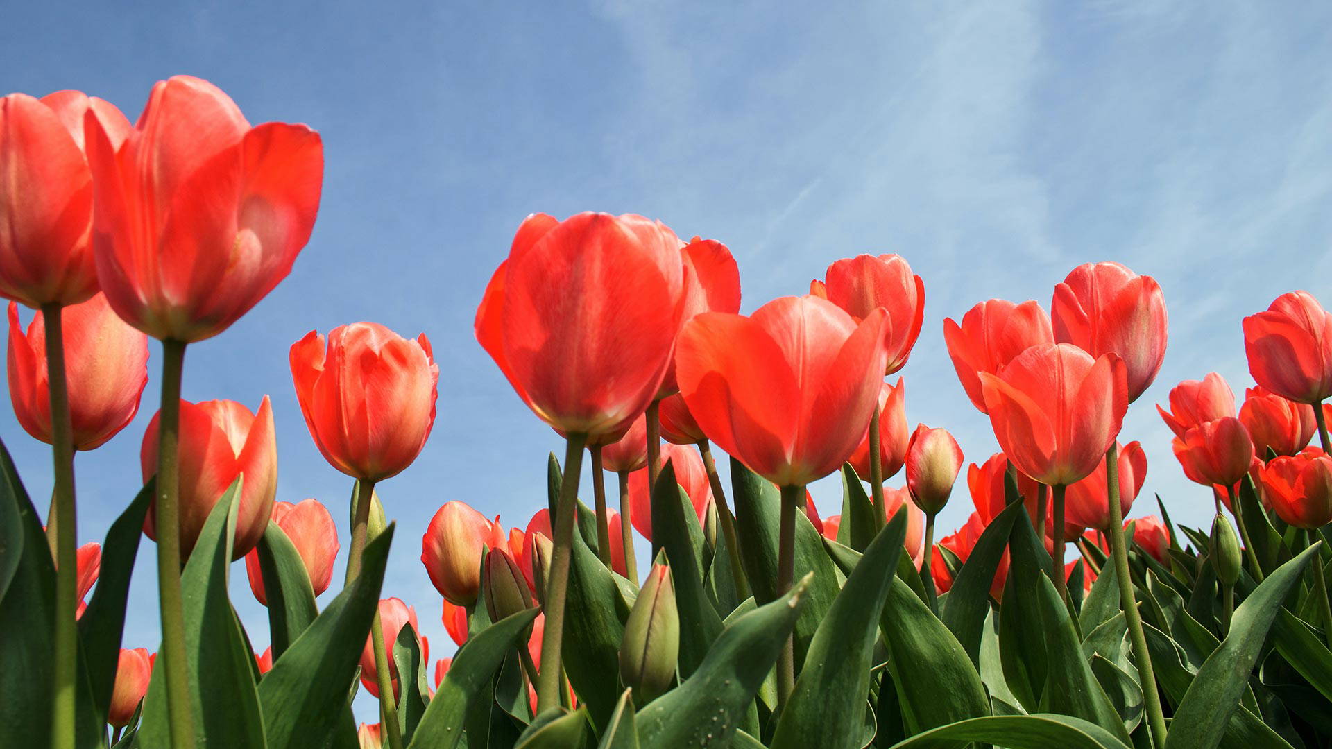Tulip-Day-01
