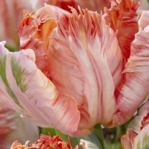 Luscious Caramel Tulip Collection