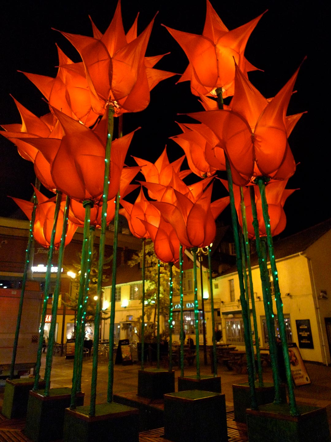 illuminated-tulips-featured
