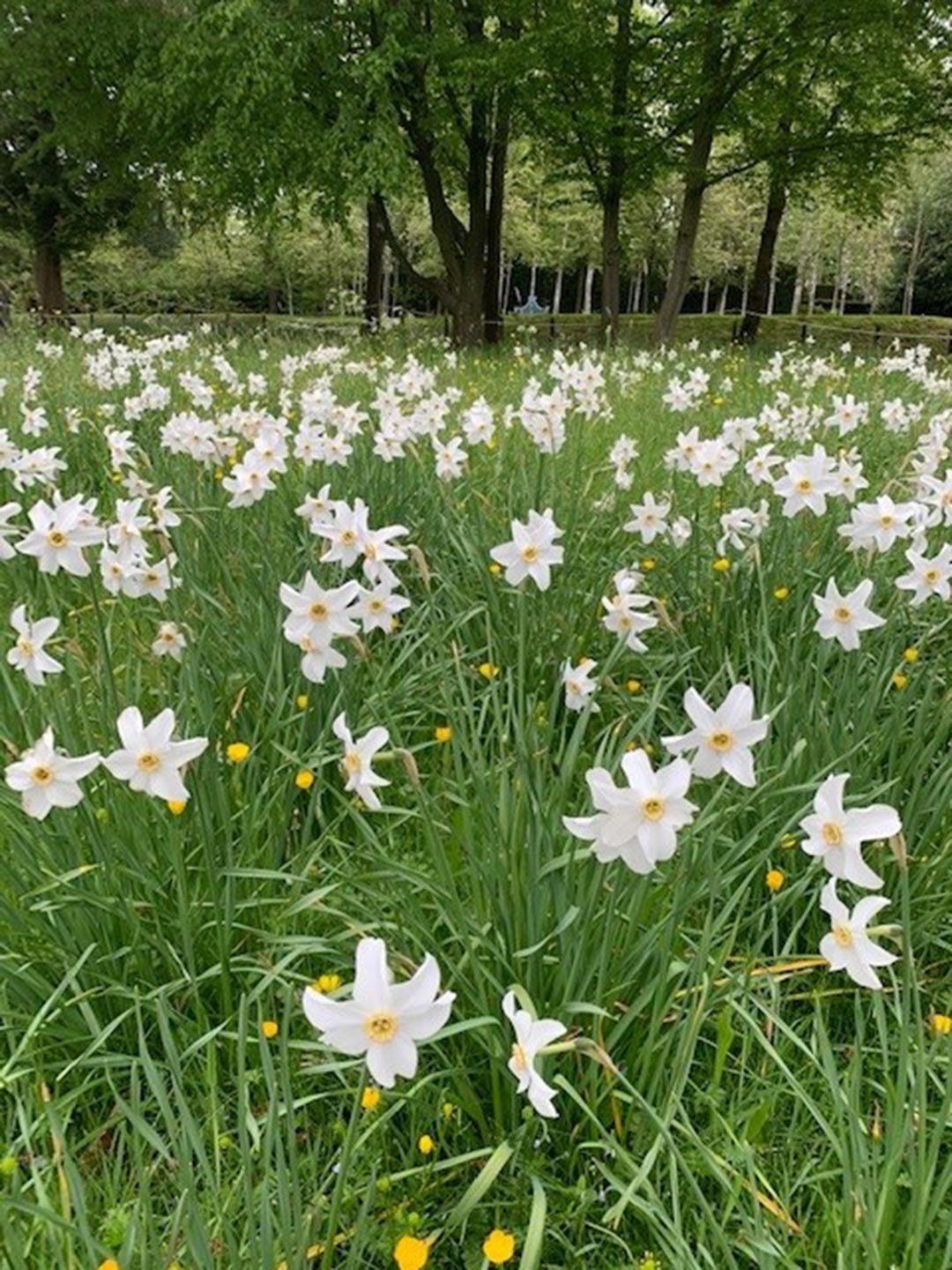 mothering-sunday-2022 Mothering Sunday image