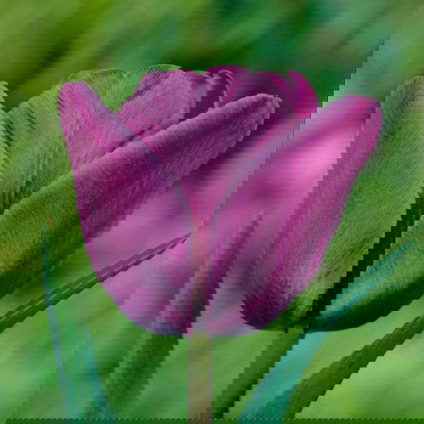 Blue Aimable West Green House Gardens