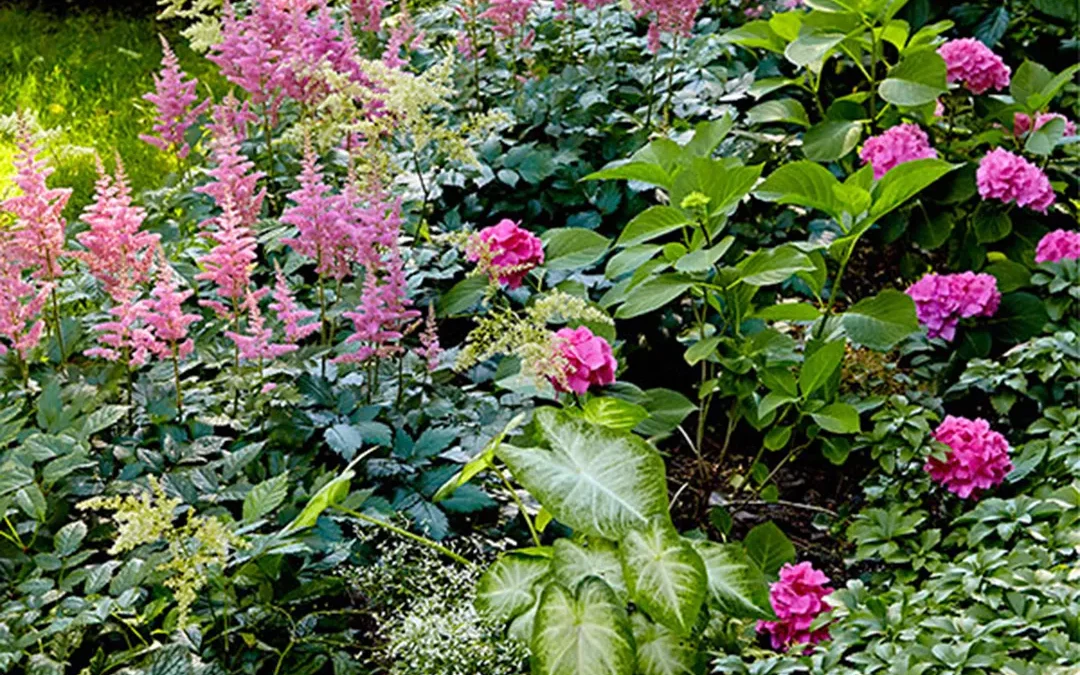 Shade Loving Plants