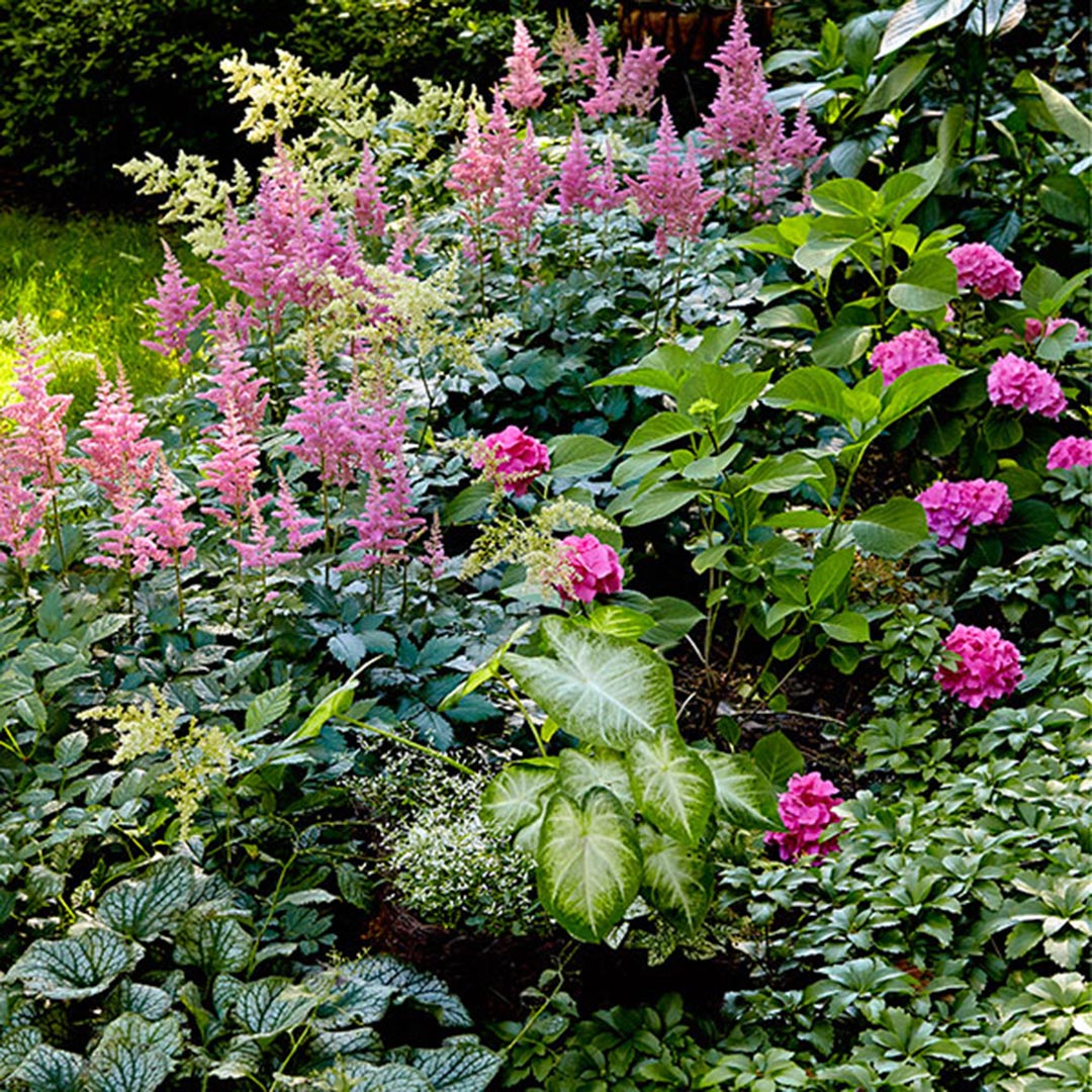 Shade-loving-plants-WGH