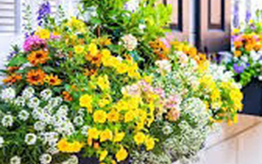Windowsill Gardening