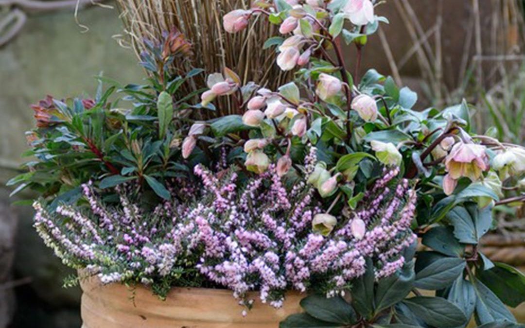 Winter Pots