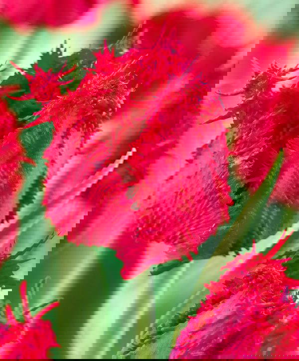 Barbados