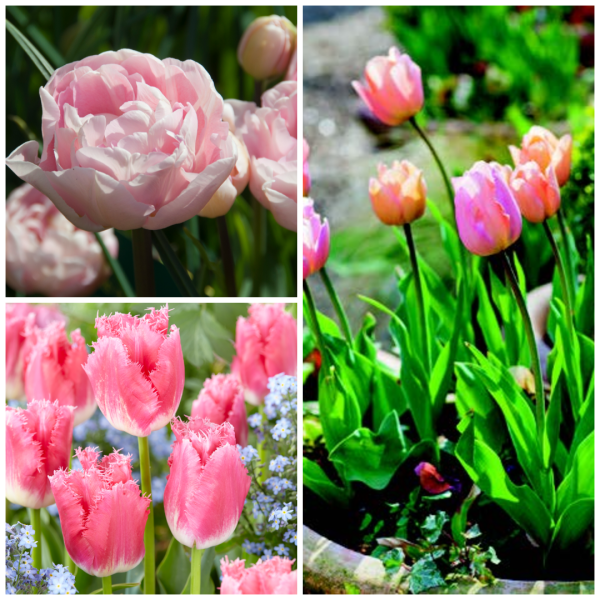 A Collection of "Think Totally Pink"