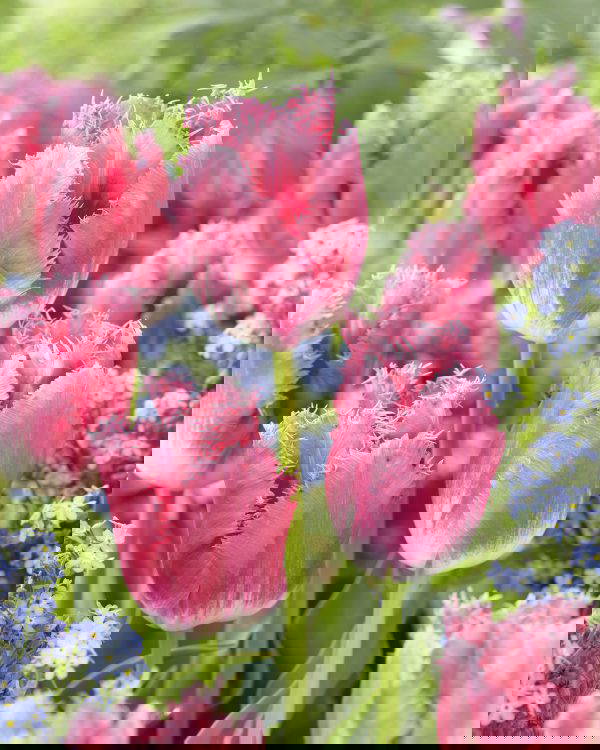 Fancy Frills