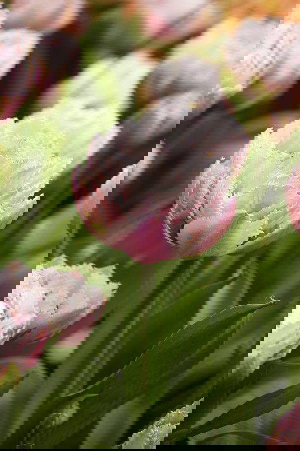 Sugar Crystal