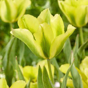 Formosa