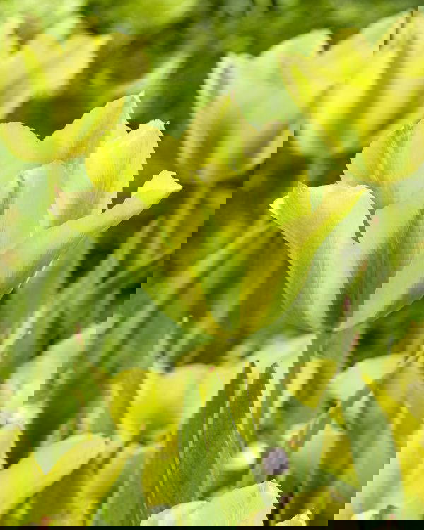 Formosa