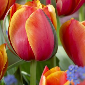 Queens Day