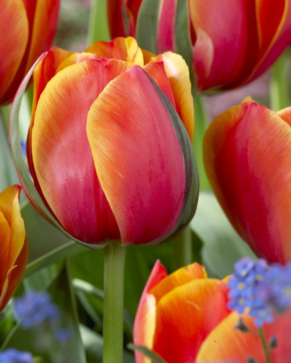 Queens Day