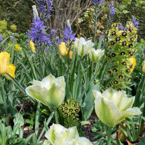Spring Green