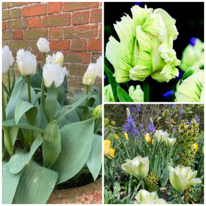 A Collection of "Springtime"