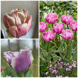 A Collection of "Violet Creams"
