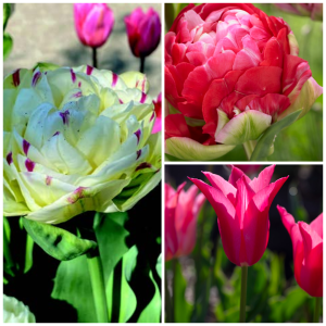 A Collection of "Cotton Candy"