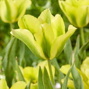 Formosa